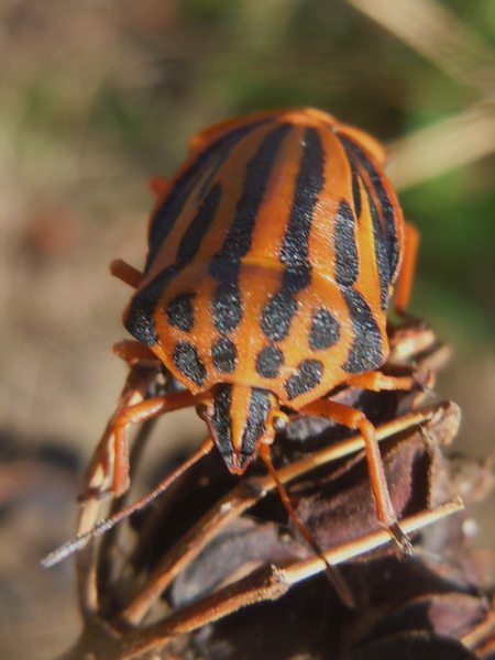 Pentatomidae: Graphosoma semipunctatum di Sardegna - Gallura